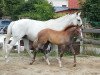 broodmare Pandora (Trakehner, 1998, from Balisto)