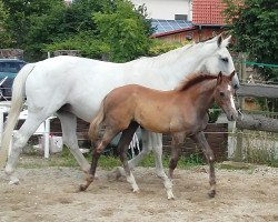 broodmare Pandora (Trakehner, 1998, from Balisto)