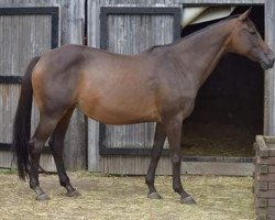 broodmare Fiona (Trakehner, 2001, from Rienzi xx)