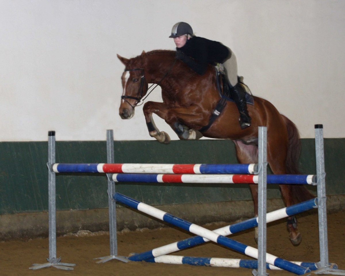 dressage horse Ecoador (Trakehner, 2005, from Samarkand)