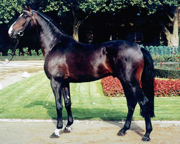 stallion Jacquare (Rhinelander, 1991, from Mephistopheles)