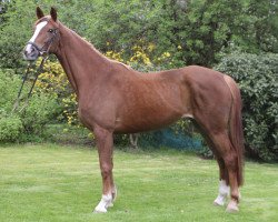 broodmare Longhena (Trakehner, 2012, from Der Dürer)