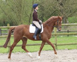 dressage horse Lourenca (Trakehner, 2011, from Special Memories)