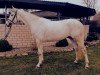 Dressurpferd Orlando 295 (Trakehner, 2012, von Solar)