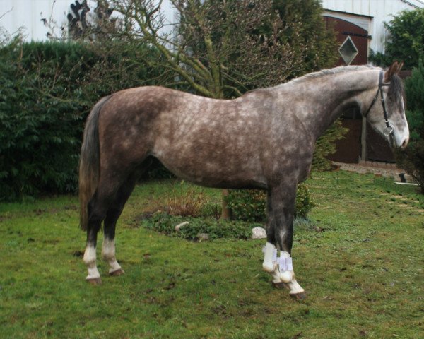 Pferd Mon Coeur (Trakehner, 2012, von Benz)