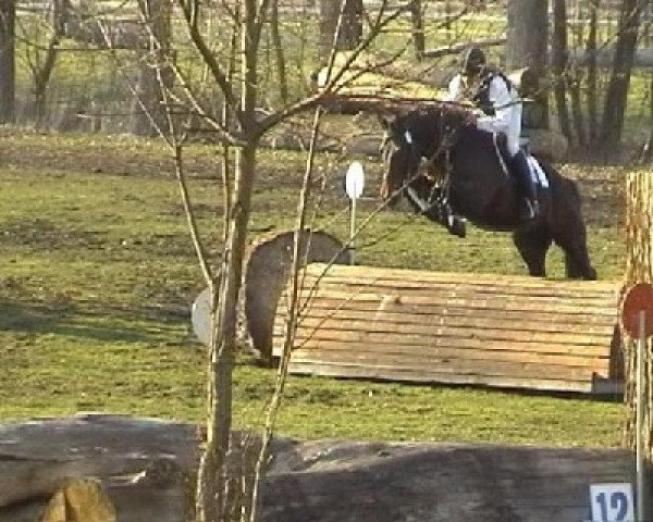 Springpferd Banner 8 (Trakehner, 2000, von Caprimond)