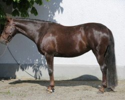 Pferd Funkenmarie 6 (Bayer, 2005, von Don Schufro)