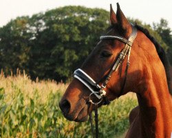 horse Crazy Cognac (Hanoverian,  , from Condor M)