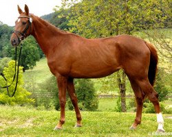 jumper Twina (Trakehner, 2010, from Hope of Heaven)