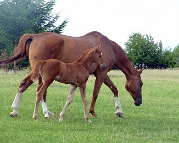 Zuchtstute Troyes (Trakehner, 1990, von Ferrum)