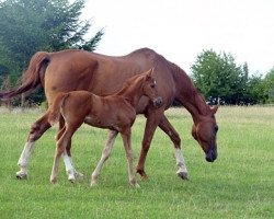 broodmare Troyes (Trakehner, 1990, from Ferrum)