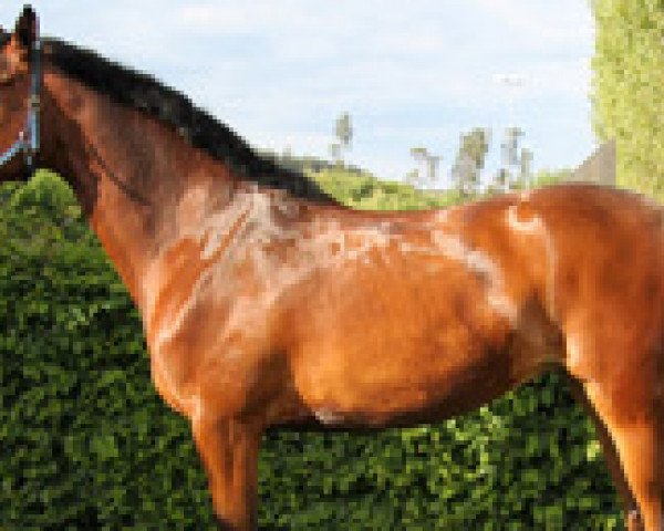 broodmare Unika (Trakehner, 2006, from Münchhausen)