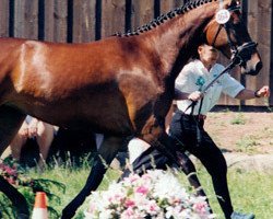 broodmare Umbra IV (Trakehner, 1993, from Bartholdy)