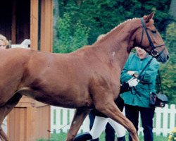 Zuchtstute Ustascha (Trakehner, 1989, von Donaustein)