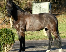 broodmare Colina (Hessian Warmblood, 2003, from Charisma)