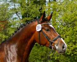 dressage horse Fantast Vz (Hanoverian, 2010, from Fuechtels Floriscount OLD)