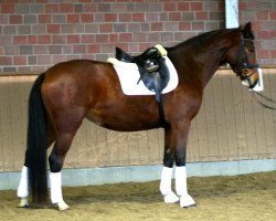 dressage horse Donna Daisy 3 (Hanoverian, 2011, from Danone 4)