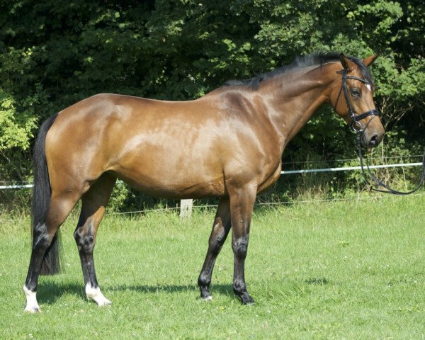 dressage horse Schatzinsel (Trakehner, 2008, from Lord Luciano 2)