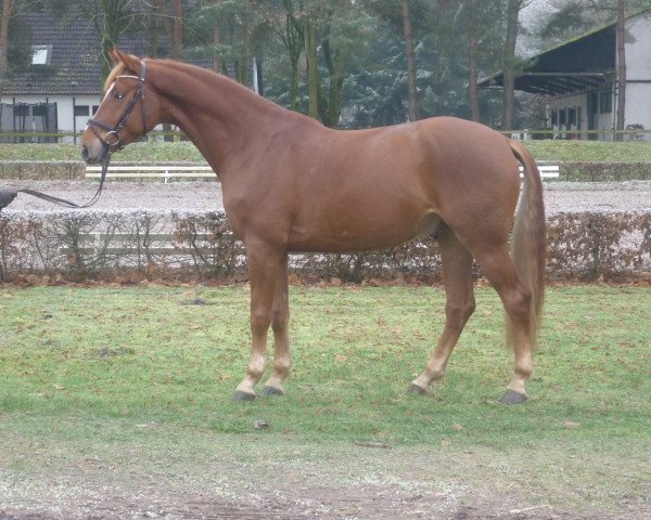 dressage horse Bomber Woods (Westphalian, 2012, from Bretton Woods)