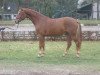 dressage horse Bomber Woods (Westphalian, 2012, from Bretton Woods)