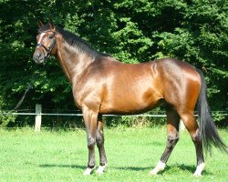 Springpferd Timberlane (Trakehner, 2006, von Exclusiv)