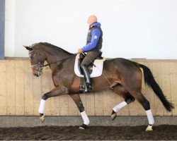 horse Stute von Drombusch/Limonit (Hanoverian, 2012, from Drombusch)