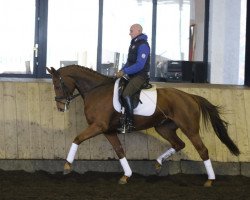 dressage horse Stute von Destano/Di Versace (Hanoverian, 2012, from Destano)