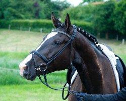 dressage horse Fiorelli Vz (Hanoverian, 2012, from Fuechtels Floriscount OLD)