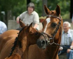 broodmare H.C.Gnocchi Benz (Trakehner, 1999, from Guter Planet)