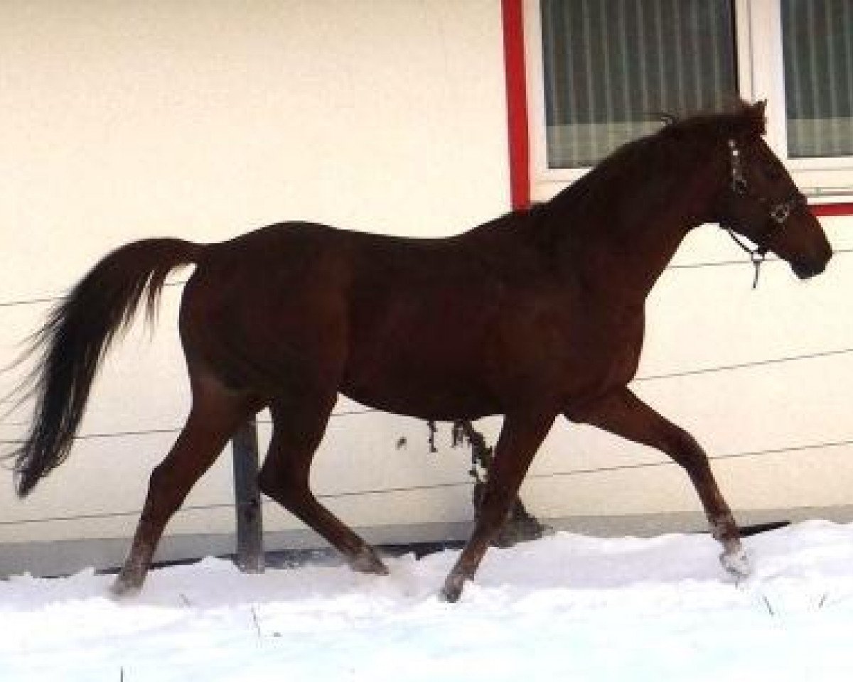 horse Frühtau xx (Thoroughbred, 1997, from Hero´s Honor xx)