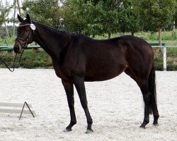 horse Zayrocca xx (Thoroughbred, 2009, from Shirocco xx)