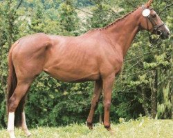 broodmare Donnerfee xx (Thoroughbred, 2002, from Sternkönig xx)