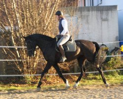 dressage horse Estella del Ang (Württemberger, 2006, from Daramis)