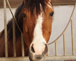 broodmare Poesie v.Klosterh. (Trakehner, 1999, from Tycoon)