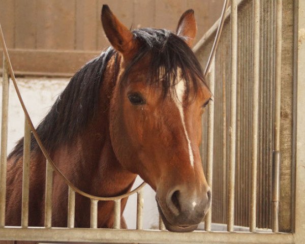 broodmare Opal (Trakehner, 2007, from Perechlest)