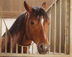 Zuchtstute Opal (Trakehner, 2007, von Perechlest)