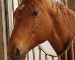 broodmare Stradivari II (Trakehner, 1996, from Kostolany)