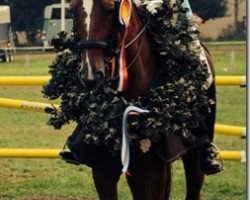 dressage horse Indian Dream 12 (Trakehner, 2004, from Hoftänzer)