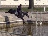 jumper Amerina Sue (Trakehner, 2008, from Grafenstolz)