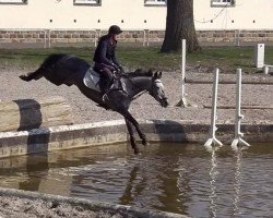 Springpferd Amerina Sue (Trakehner, 2008, von Grafenstolz)