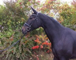 dressage horse Santiano 29 (Trakehner, 2011, from Herbstklang)