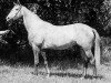 broodmare Palma (Trakehner, 1969, from Morgenglanz)