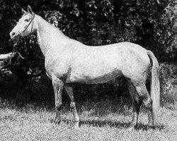 broodmare Palma (Trakehner, 1969, from Morgenglanz)