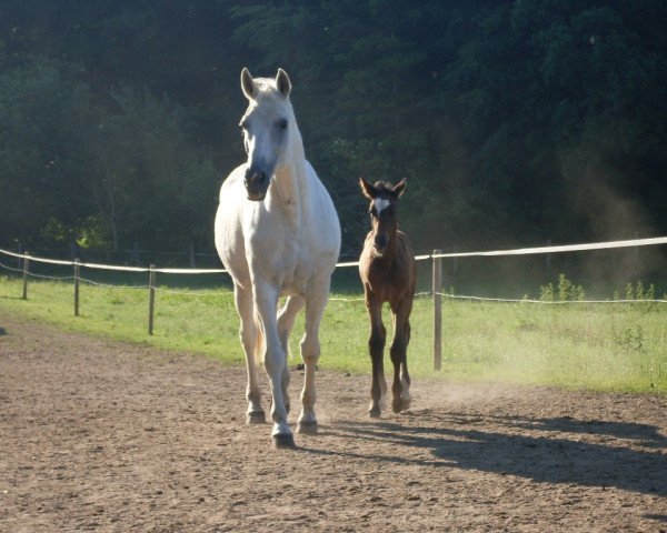 Zuchtstute Rheinperle II (Trakehner, 2001, von Buddenbrock)