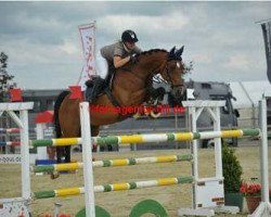 jumper Curtis 49 (Hessian Warmblood, 2005, from Cheenook)