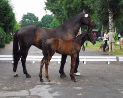 broodmare Fenetzia (Trakehner, 1996, from Artistic-Rock)