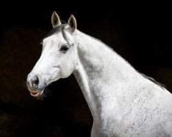 Dressurpferd Jackman (Trakehner, 2008, von Karolinger TSF)