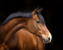 dressage horse Kay Dyrhave (Trakehner, 2007, from Connery)