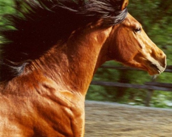 stallion Jaborrs Skywalker ox (Arabian thoroughbred, 1997, from Jaborr ox)