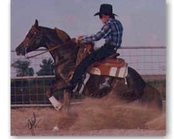 stallion Abidon ox (Arabian thoroughbred, 1987, from Muscat 1971 ox)